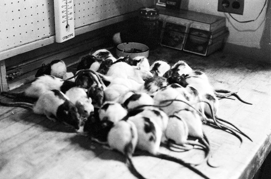 21-Crowd_KitchenTable